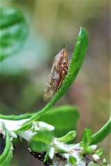 Aphrophora saratogensis