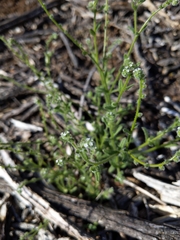 Johnstonella micromeres