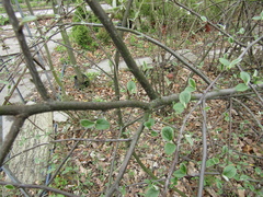 Cotoneaster tomentosus