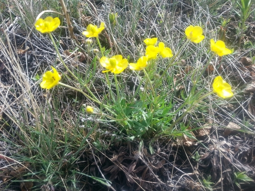 Image of Ranunculus pedatifidus by (c) Syd Cannings, some rights reserved (CC BY)