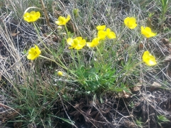 Ranunculus pedatifidus affinis