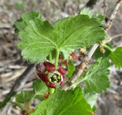 Ribes × nidigrolaria