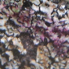 Phaeophyscia endophoenicea