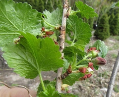 Ribes × nidigrolaria