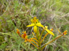 Epidendrum xanthinum