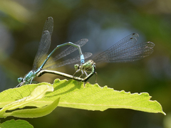 Coenagrion