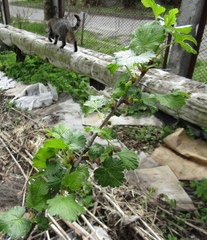 Ribes × nidigrolaria