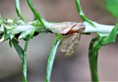 Aphrophora saratogensis