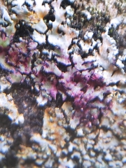 Phaeophyscia endophoenicea