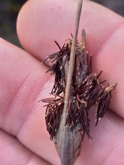 Schoenus megacarpus