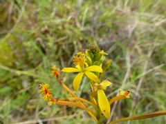 Epidendrum xanthinum