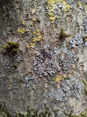 Phaeophyscia endophoenicea