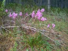 Nerine humilis