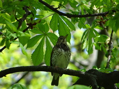 Turdus philomelos