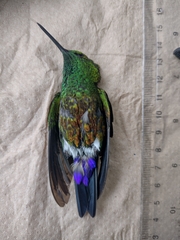 Eriocnemis cupreoventris