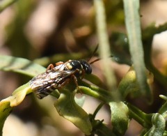 Nomada texana