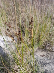 Juncus