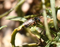 Nomada texana