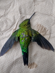 Eriocnemis cupreoventris