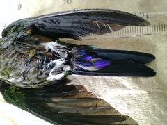 Eriocnemis cupreoventris