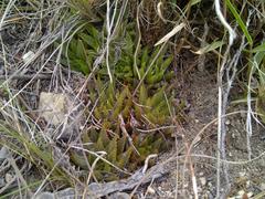Haworthia mirabilis