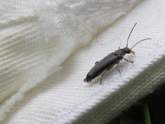 Osphya bipunctata