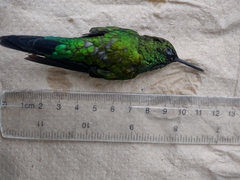 Eriocnemis cupreoventris