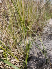 Juncus