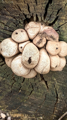 Apioperdon pyriforme