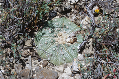 Astrophytum asterias