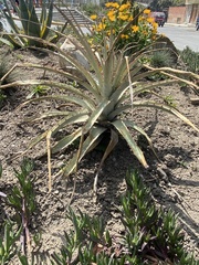 Puya meziana