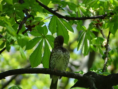 Turdus philomelos