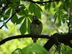 Turdus philomelos