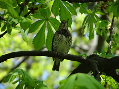 Turdus philomelos