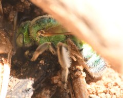 Agapostemon angelicus