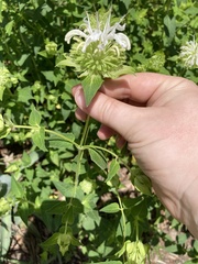 Monarda lindheimeri
