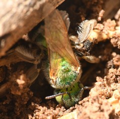 Agapostemon angelicus