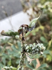 Macrosiphum albifrons