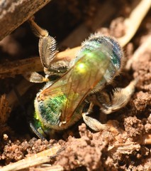 Agapostemon angelicus