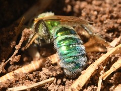 Agapostemon angelicus