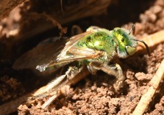 Agapostemon angelicus