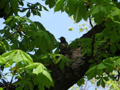 Turdus philomelos