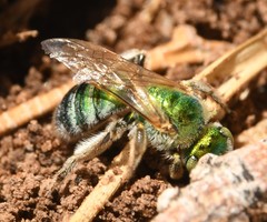 Agapostemon angelicus