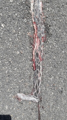 Pseudelaphe phaescens