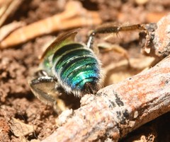 Agapostemon angelicus