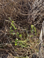 Porophyllum ruderale macrocephalum
