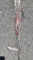 Pseudelaphe phaescens