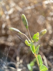Porophyllum ruderale macrocephalum