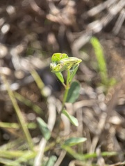 Porophyllum ruderale macrocephalum