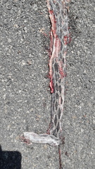 Pseudelaphe phaescens